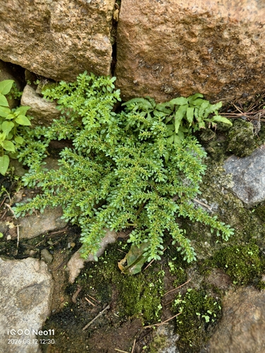 Artillery Plant