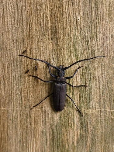 Thin-winged Longicorn Beetle