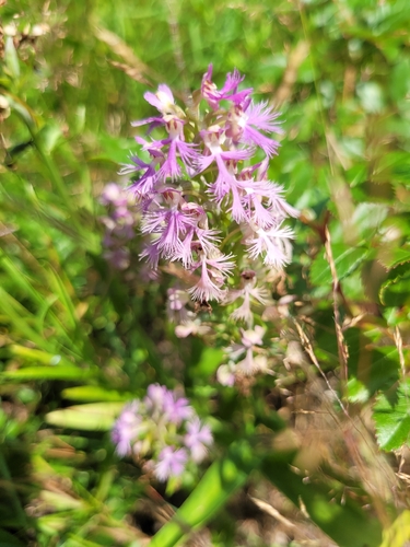 Fimbriella