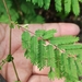 Acacia farnesiana