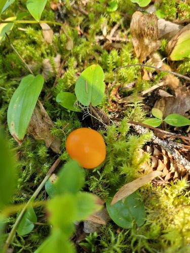 Peck's Yellow Dust Amanita