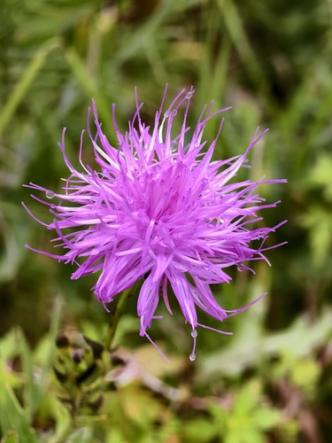 Klasea centauroides