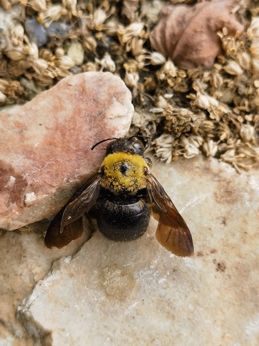 Appendiculate Carpenter Bee