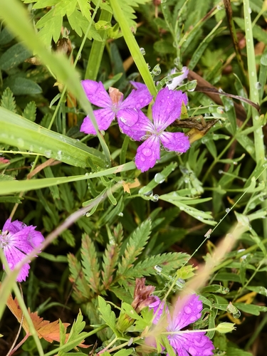 Chinese-pink
