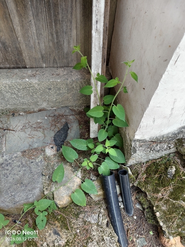 lyreleaf nightshade
