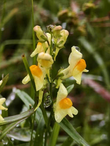 Linaria vulgaris chinensis