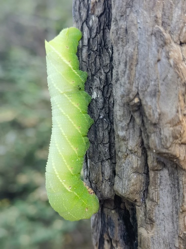 Clanis undulosa
