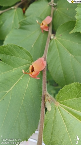East Indian screw tree