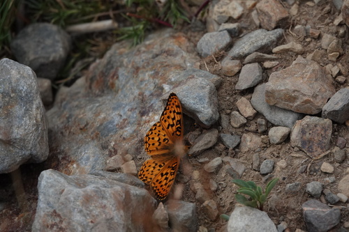 iNaturalist observation photo of Mormon Fritillary