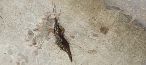 Oriental river prawn