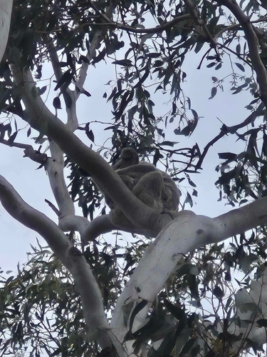 Koala