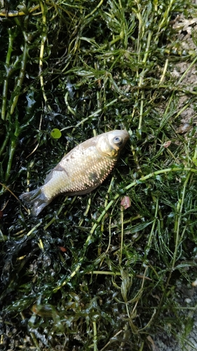Prussian Carp