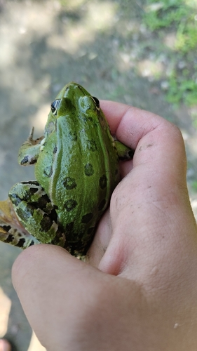 Marsh Frog