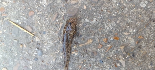 Monkey Goby