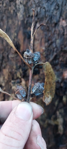 Tasmanian blue gum