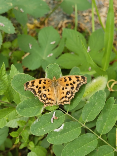 Asian Comma