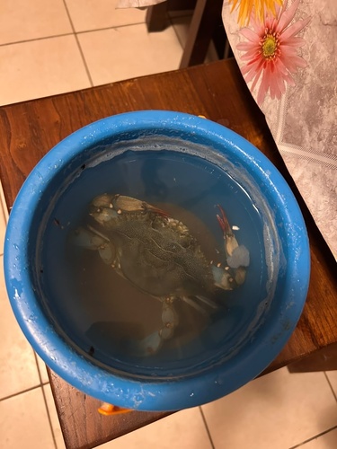 Atlantic Blue Crab