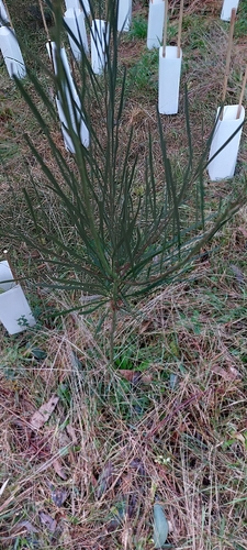 Sweet Wattle