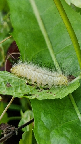 Buff Ermine