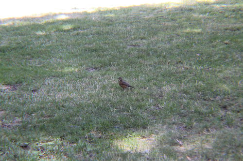 iNaturalist observation photo of American Robin