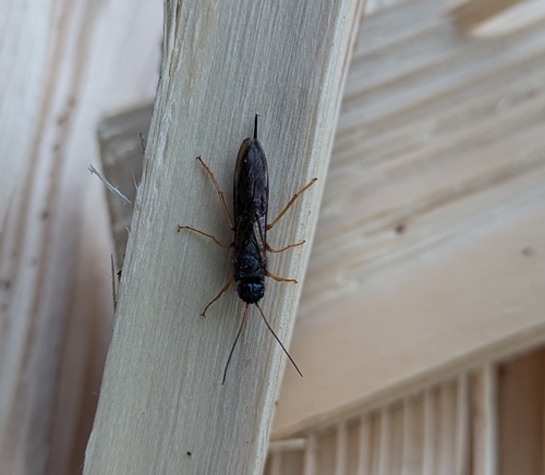 Steely-blue Woodwasp