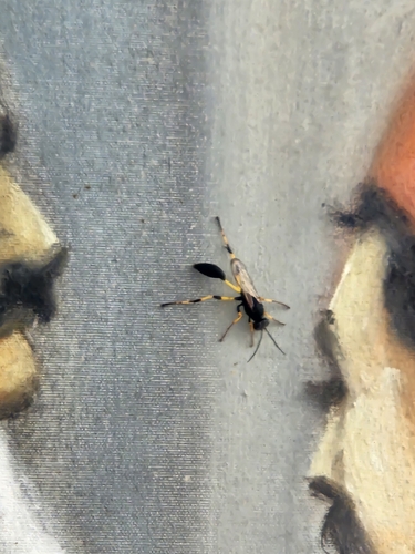 Sceliphron spirifex