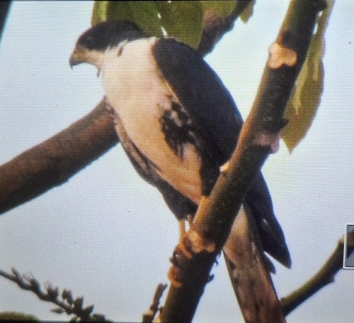 Southern Black Sparrowhawk