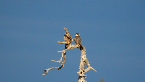 Eurasian Hobby