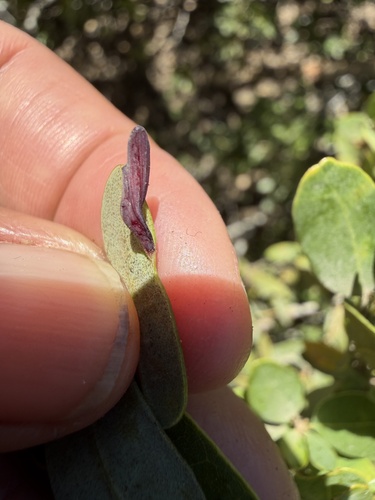 iNaturalist observation photo of Insects