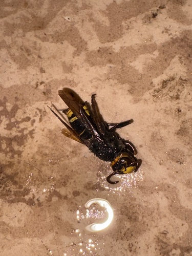 European Hornet