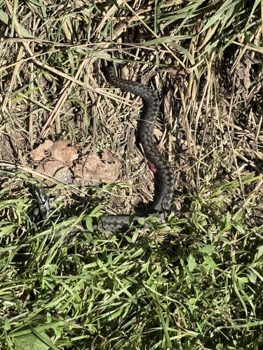 Adder