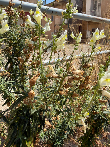 Sicilian Snapdragon