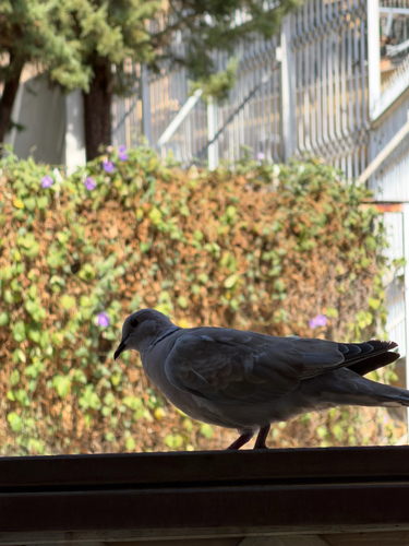 Eurasian Collared-Dove