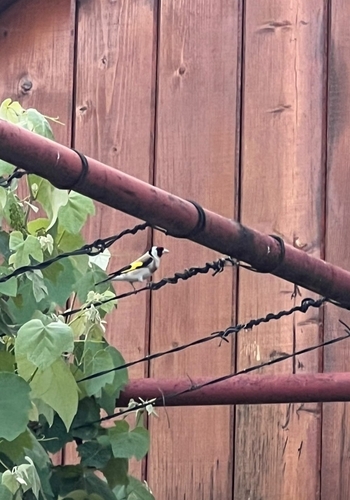 European Goldfinch