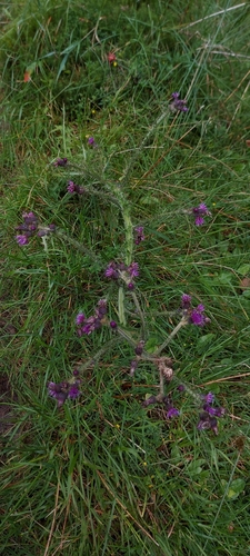 Marsh Thistle