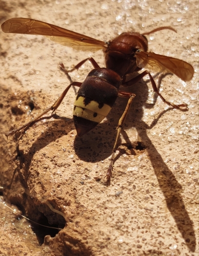 Oriental Hornet