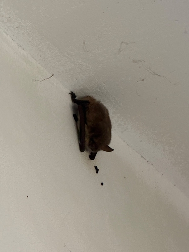 Geoffroy's Bat