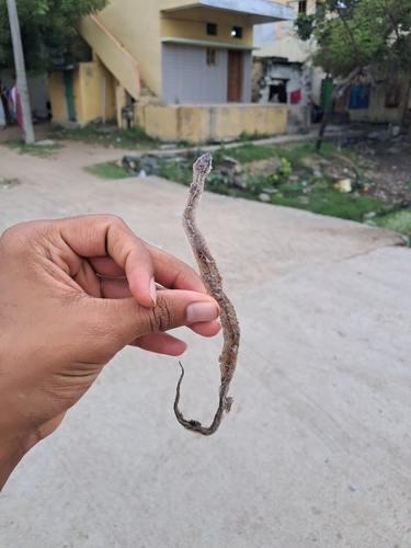 Russell's Wolf Snake