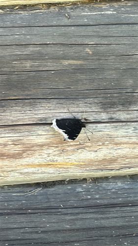 Mourning Cloak