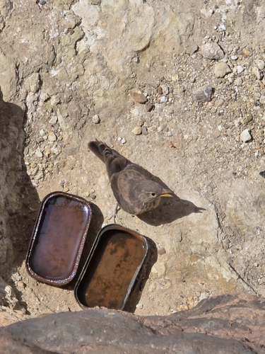 Desert Lark