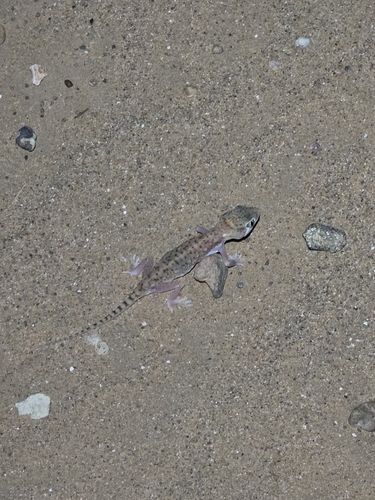Anderson's Short-fingered Gecko