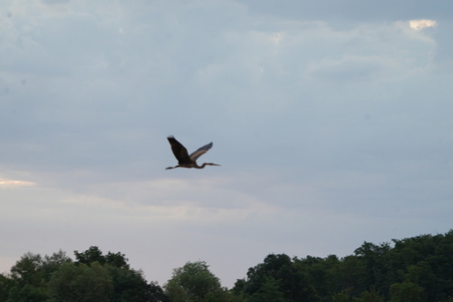 Purple Heron