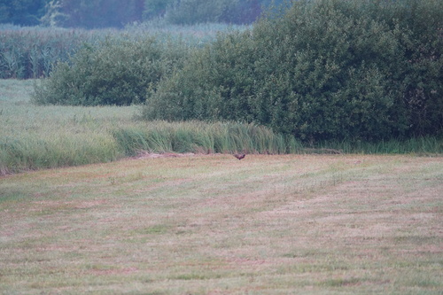 Ring-necked Pheasant