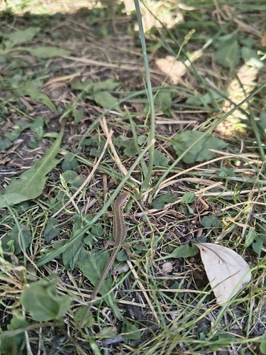 Sand Lizard