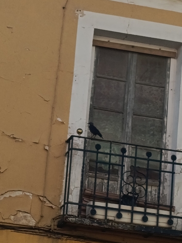 Eurasian Jackdaw