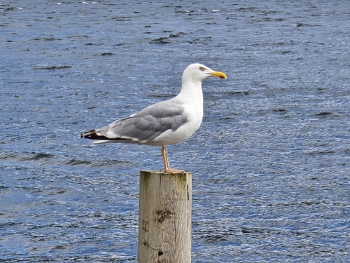 European Herring Gull
