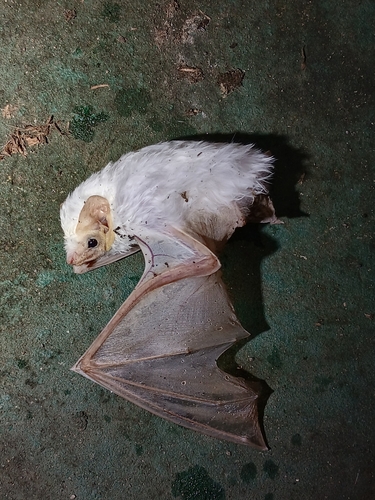 Northern Ghost Bat