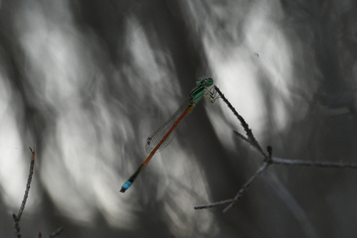 Aurora Bluetail