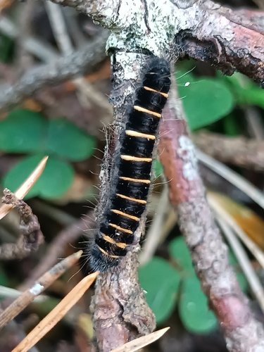Fox Moth