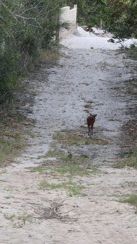Red Forest Duiker